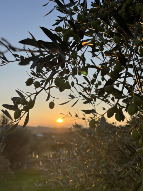 E-Olivecious Olive Oil 16