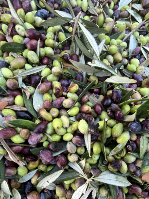 E-Olivecious Olive Oil 23