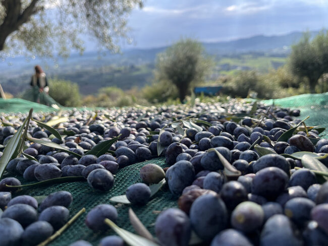 E-Olivecious Olive Oil 5