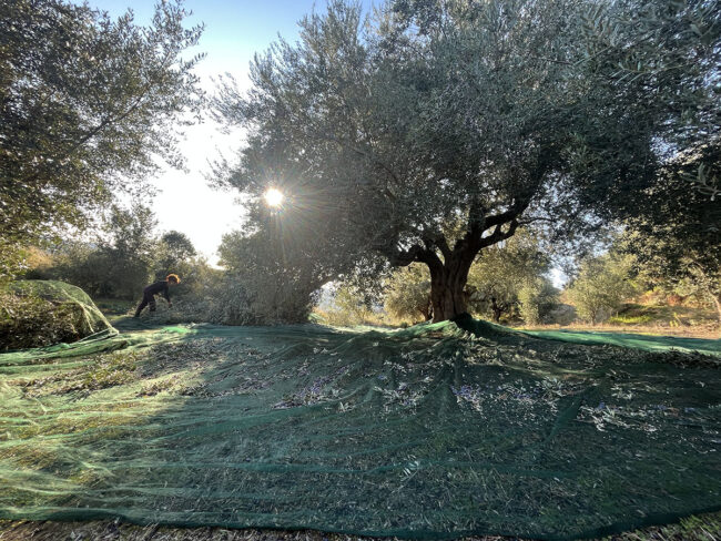 E-Olivecious Olive Oil 8